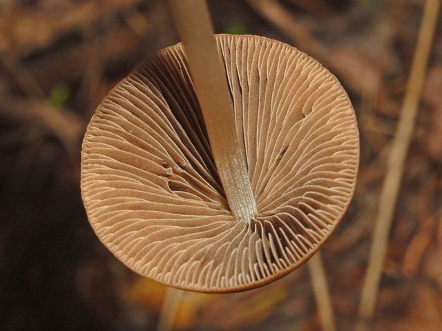 Psathyrella conopilus